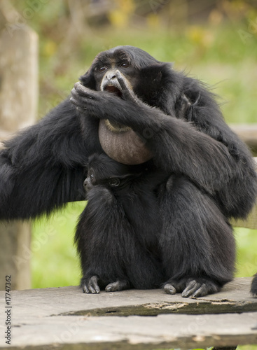 Siamang Gibbon, mother and child, monkey