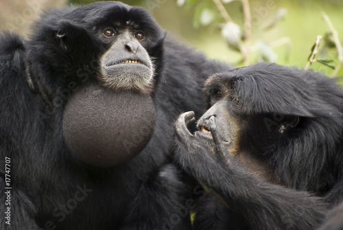 Siamang Gibbon, monkey