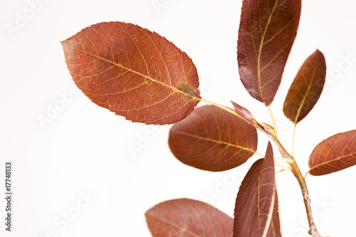 Leaves