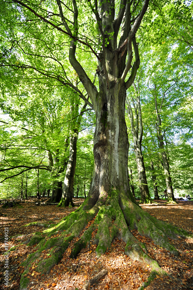 Fototapeta premium wald