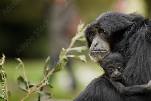 Plakat Siamang Gibbon, monkey