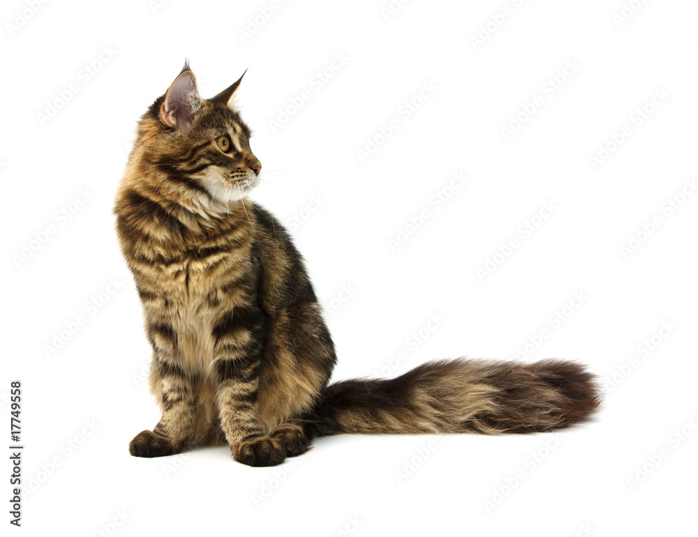 Obraz premium maine coon cat
