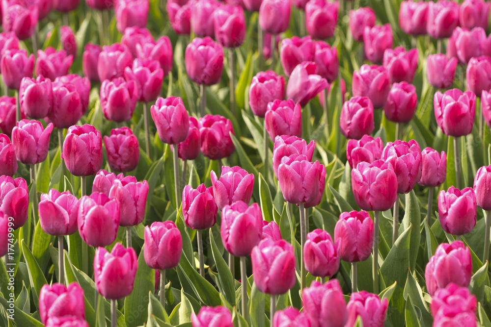 Glade of tulips