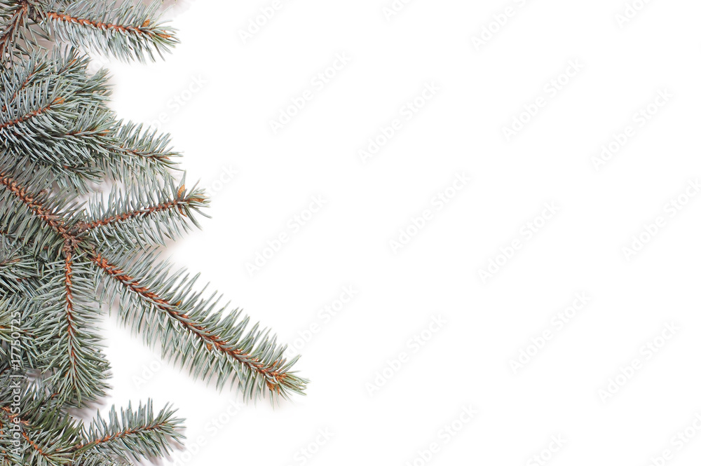 Close up of fir tree branch isolated on white