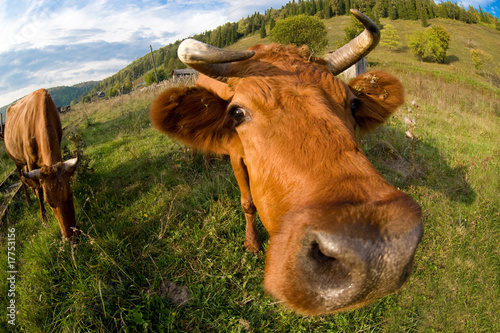 A close up of a cow s head.