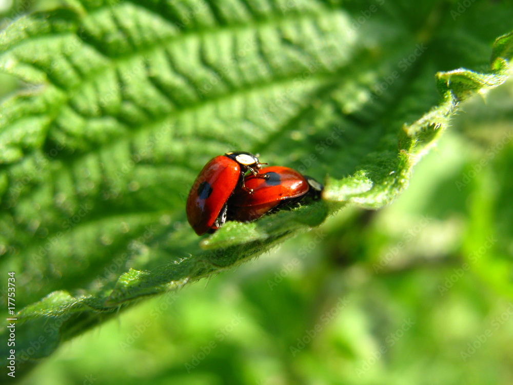 Fototapeta premium Marienkäfer