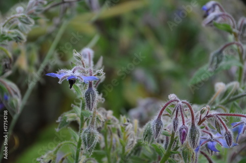 Boretschblüte mit Reif