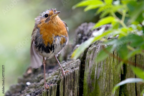 Soggy Robin