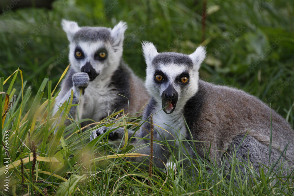 Fototapeta premium Katta