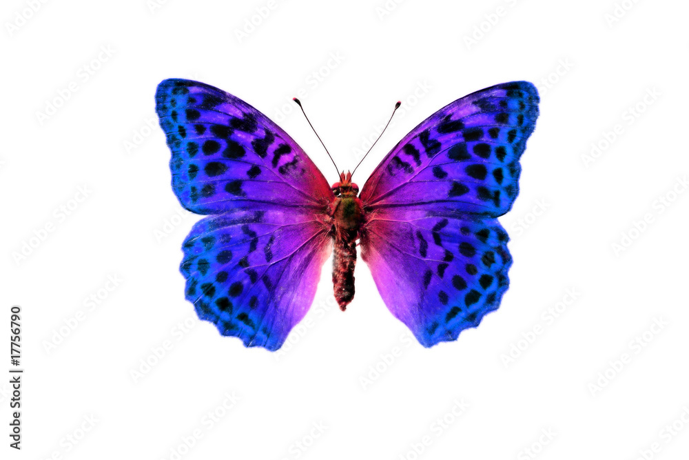 butterfly butterfly