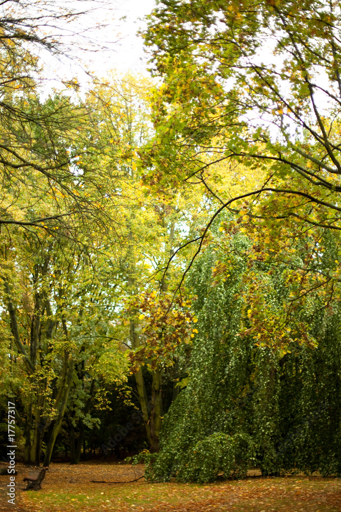 Fototapeta premium Autumn