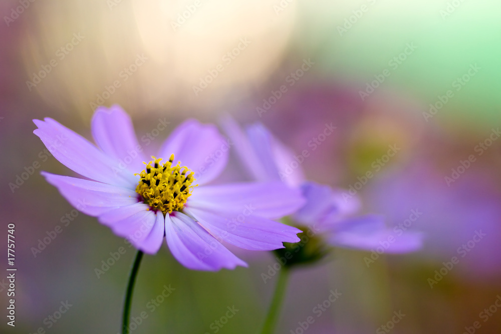 Fototapeta premium コスモス