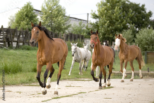 horses in the farm © Ferenc Szelepcsenyi