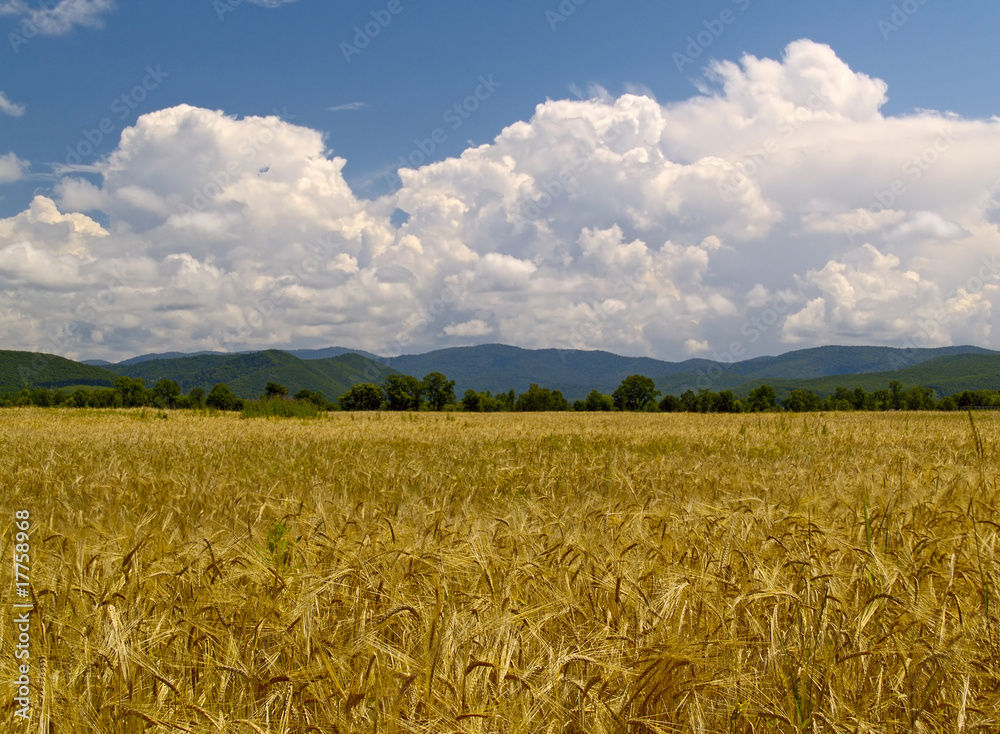 Fototapeta premium The Field hurried wheats