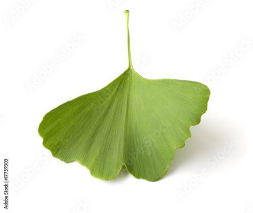 ginkgo biloba