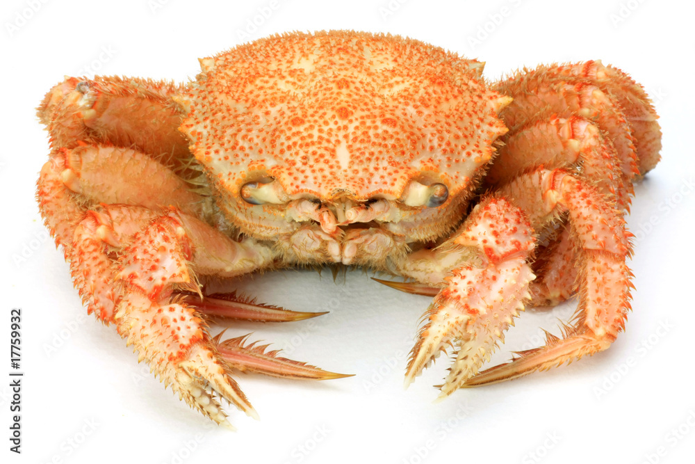 crab crab