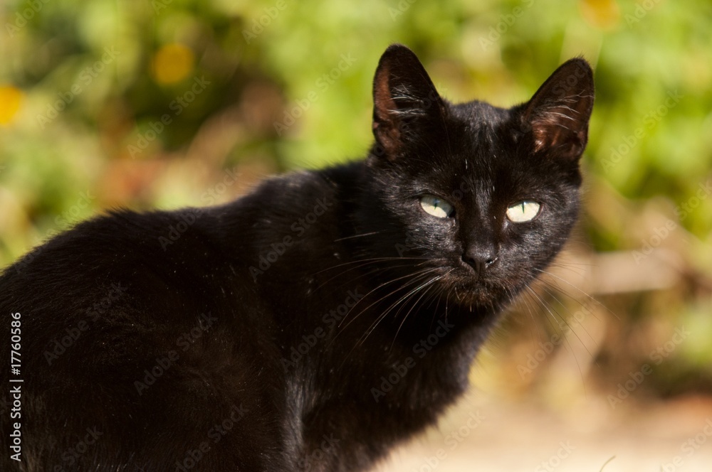 Portrait d'un chat noir