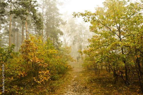 misty forest in the morning early autumn
