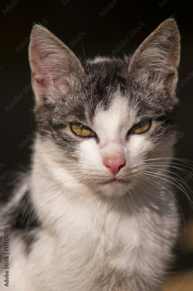 Portrait d'un chat gris et blanc