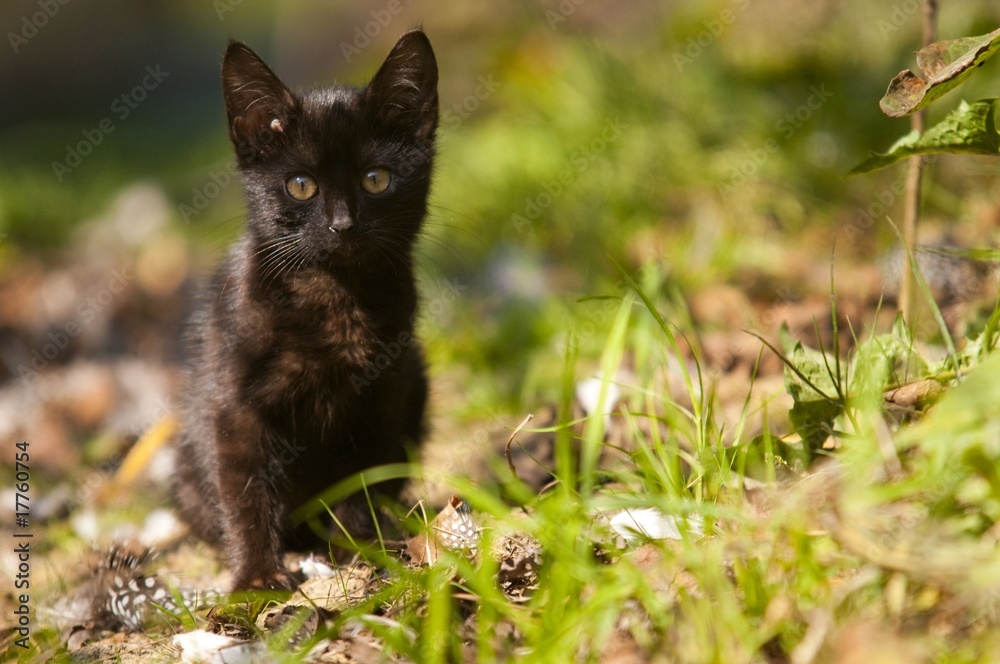 Portrait d'un chaton noir