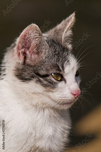 Portrait d'un chat gris et blanc