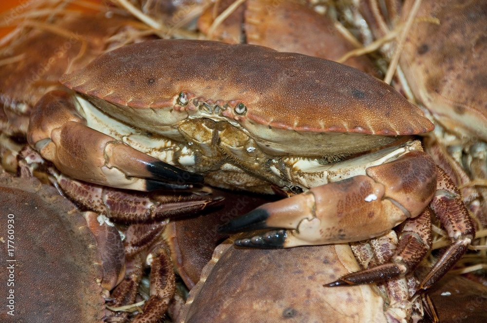 Crabes Tourteau sur l'étalage de la poissonnerie Crabes Tourteau sur l'étalage de la poissonnerie
