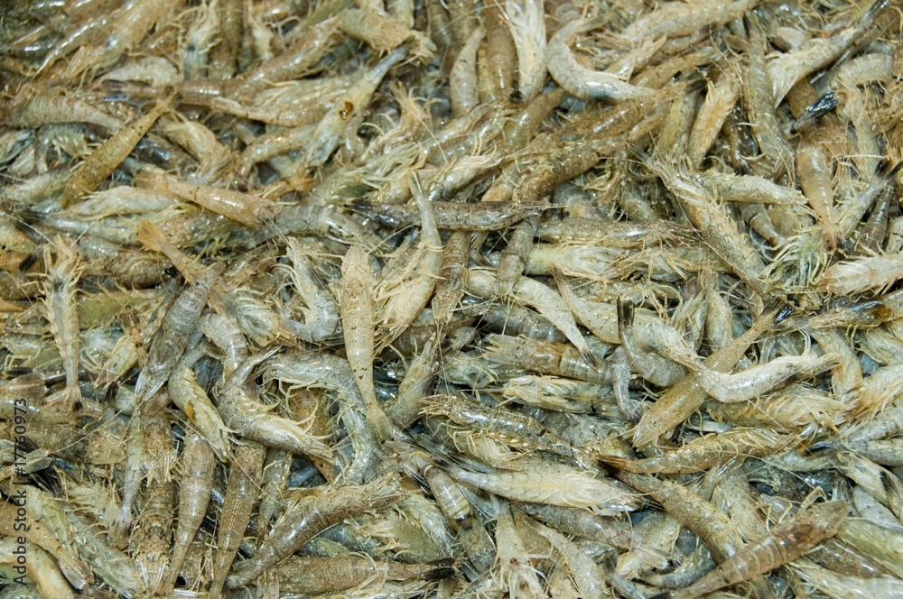 Crevettes grises (sauterelles)  sur l'étalage de la poissonnerie