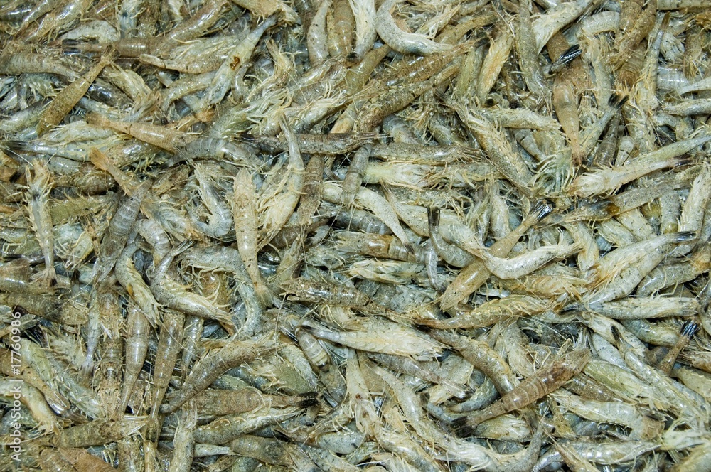 Crevettes grises (sauterelles)  sur l'étalage de la poissonnerie