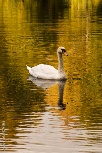 Schwan auf dem See, Herbstnachmittag photo