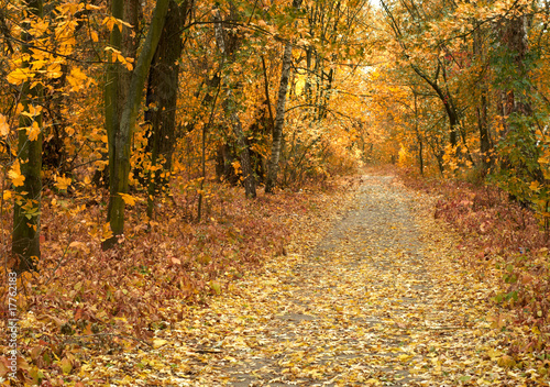 Autumn park road.