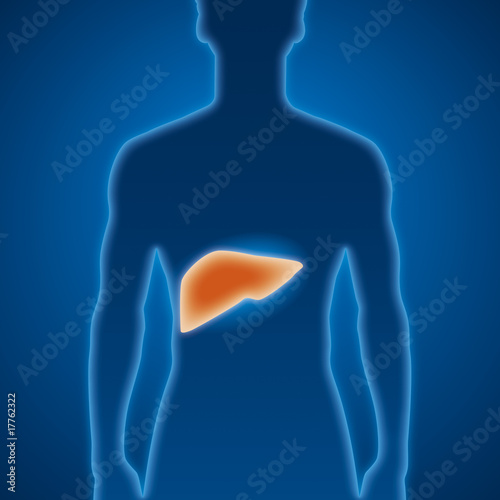 Leber, Medizin, Untersuchung