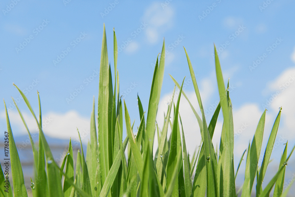 Obraz premium Gras Natur Bio