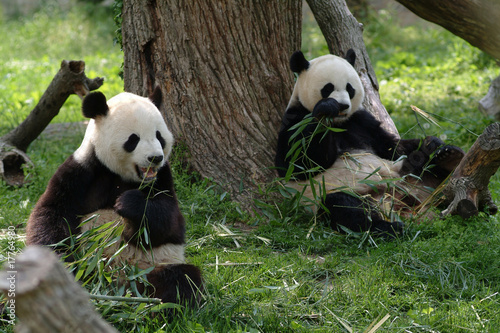 Fotografie Giant pandas in a field withs trees and grass