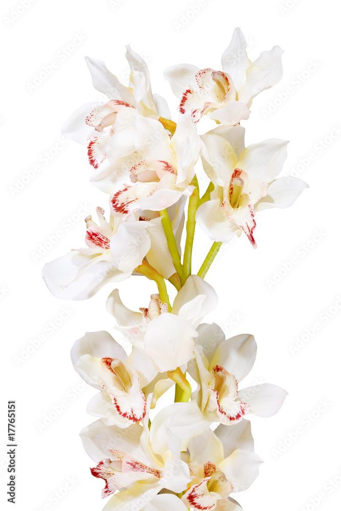 Obraz premium Orchids