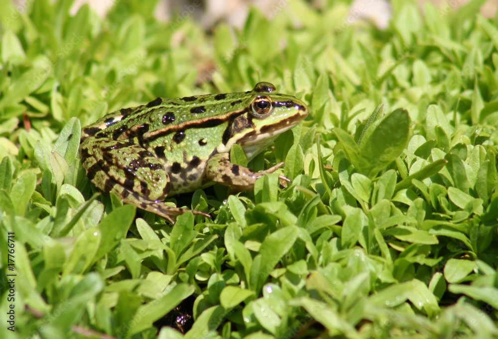 Obraz premium Frosch -