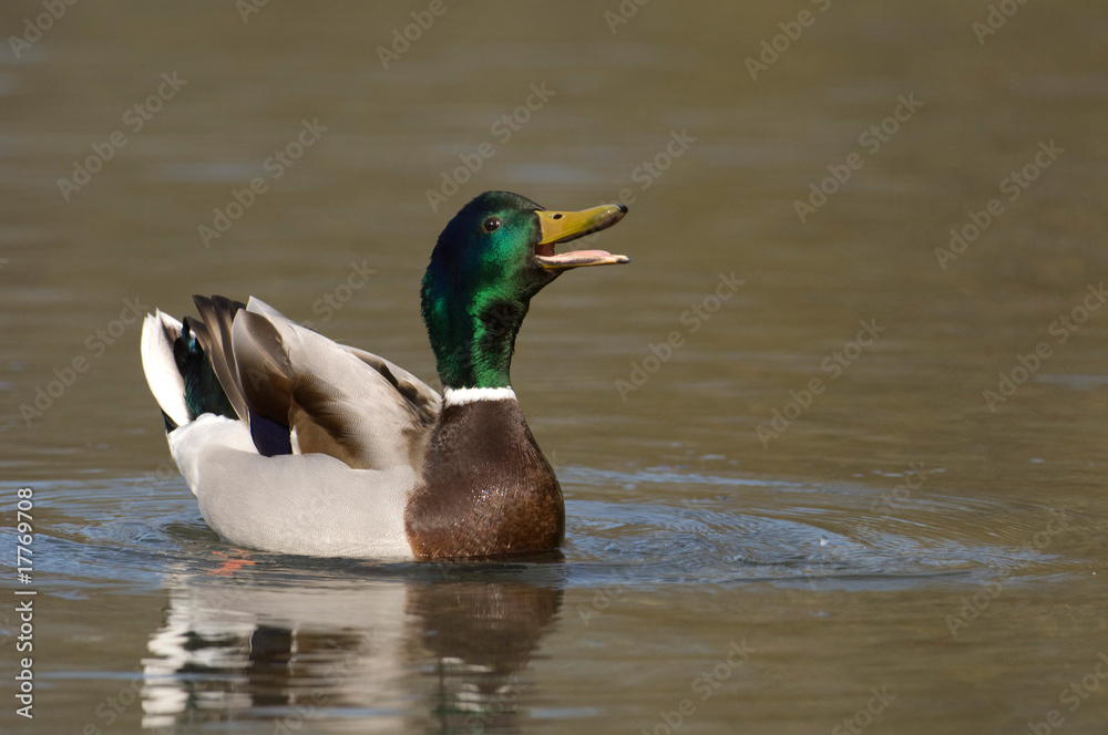 Obraz premium Stockente