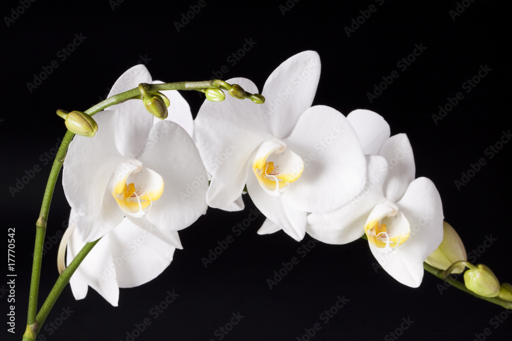 Obraz premium Orchid on black background