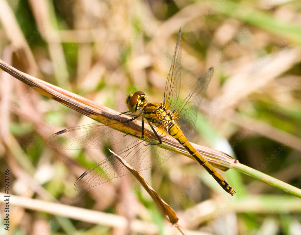 dragonfly dragonfly