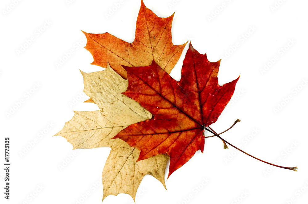 Obraz premium leaf