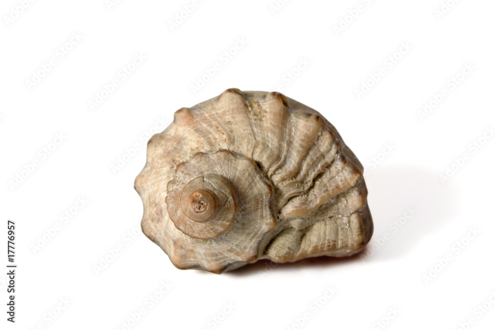 sea souvenir a cockleshell sea souvenir a cockleshell