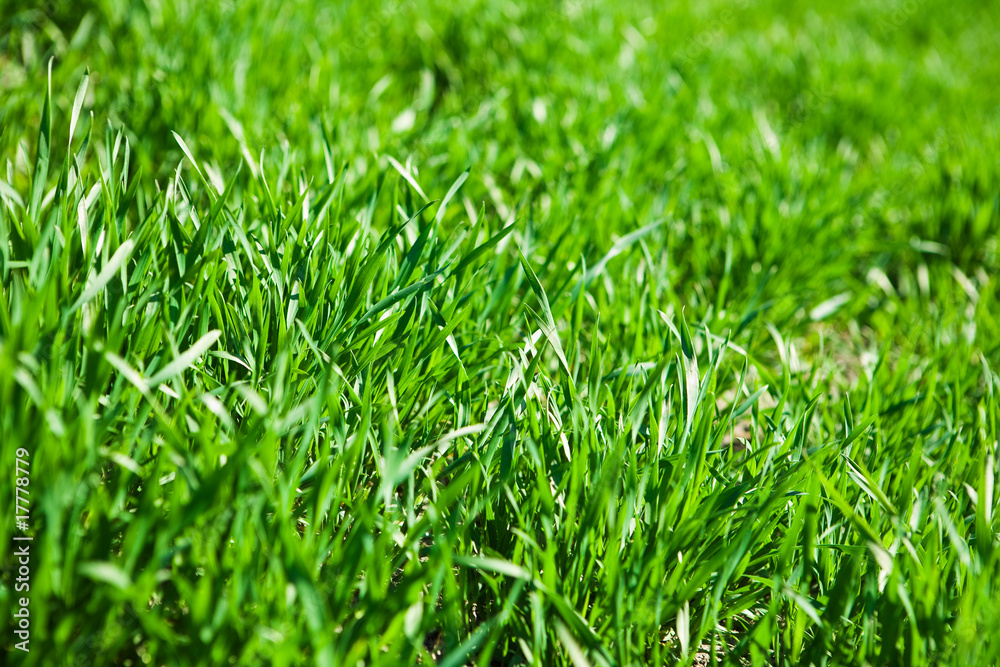 Fototapeta premium green grass closeup