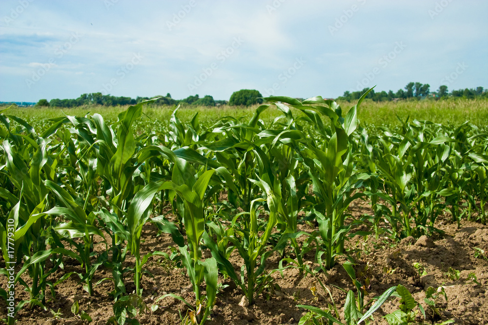 Maize field Maize field