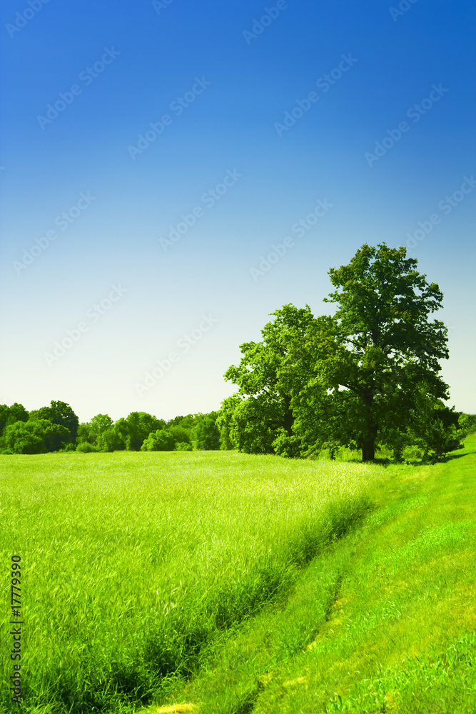 Obraz premium meadow and sky