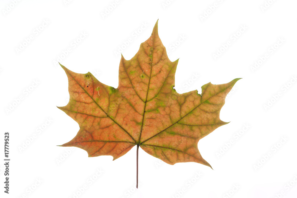 Maple leave close up Maple leave close up