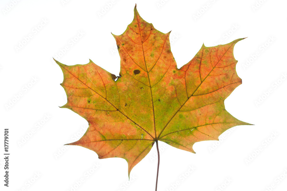 Maple leave close up Maple leave close up
