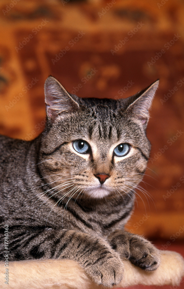 portrait d'un chat magnifiquede race pixie bob aux yeux bleus,