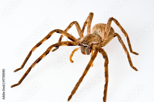 African Rain Spider