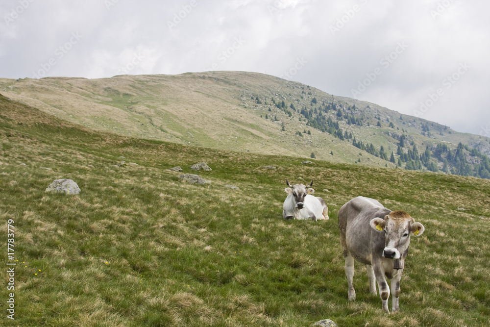 kühe in südtirol