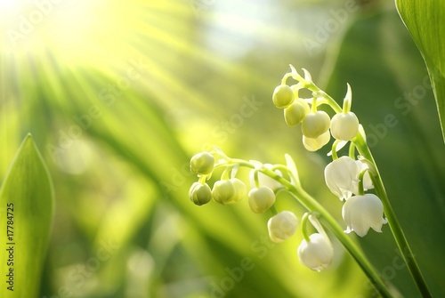 Lilly of the valley in the forest at sunrise