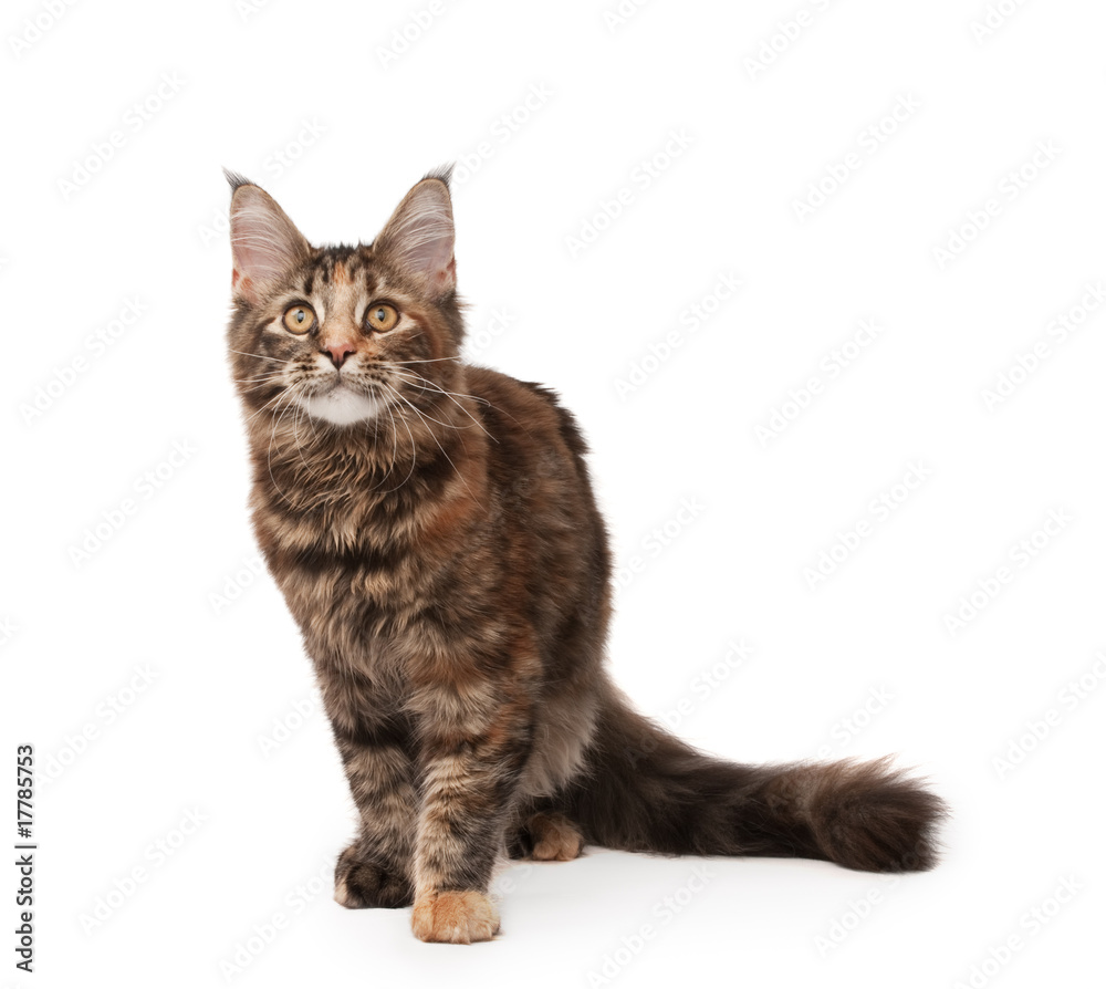 Maine-coon cat Maine-coon cat